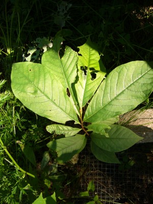 asimina triloba asimina triloba